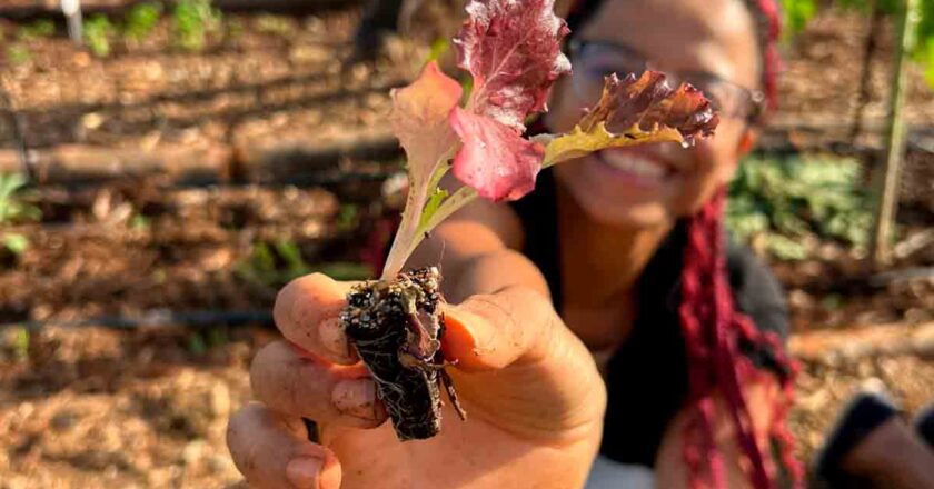 Horto convida para mutirão de plantio gratuito no dia 23