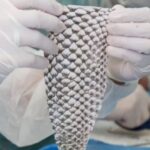 Brasil inaugura a pioneira fábrica global de pele de tilápia para tratamento de queimaduras; descubra a inovação tecnológica